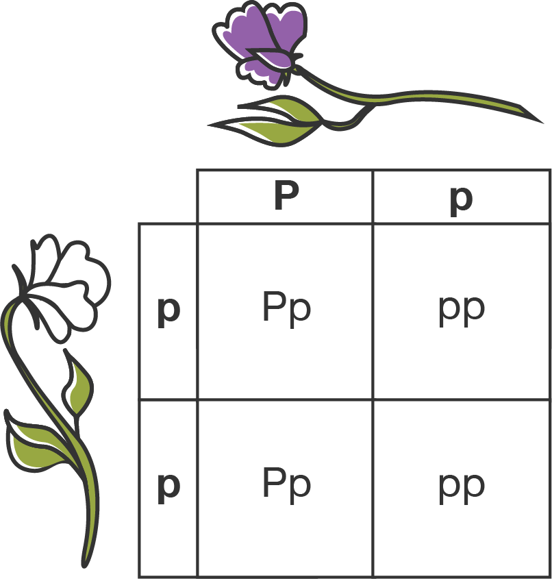 A Punnett square showing the cross between a heterozygous purple flower pea plant with the genotype capital P, lower case p, and a homozygous white flower pea plant with the genotype lower case p, lower case p.